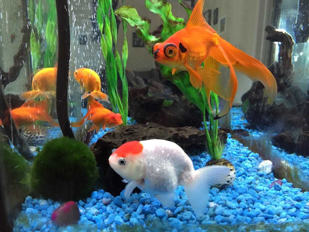 Pet Zone Tropical Fish Pet Stores San Diego CA Yelp