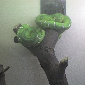 East Valley Reptile Stores - Mesa