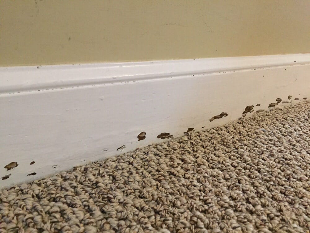 empire today 21 photos carpet fitters stoughton ma empire today 21 photos carpet fitters stoughton ma