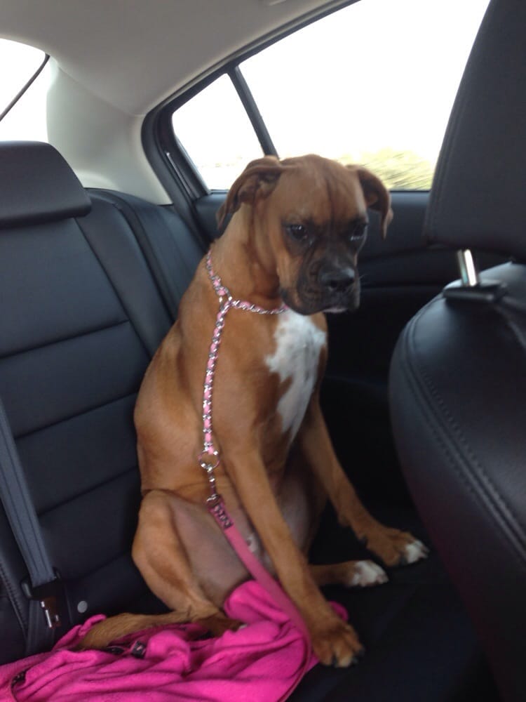 Shady Acres Pet Ranch Pet Boarding/Pet Sitting 3901 Sam Bass Rd Round Rock, TX Reviews