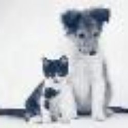 Nelson Animal Hospital logo