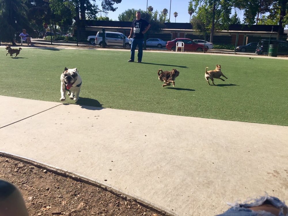 Roy M Butcher Dog Park 161 Photos Dog Parks Cambrian Park San