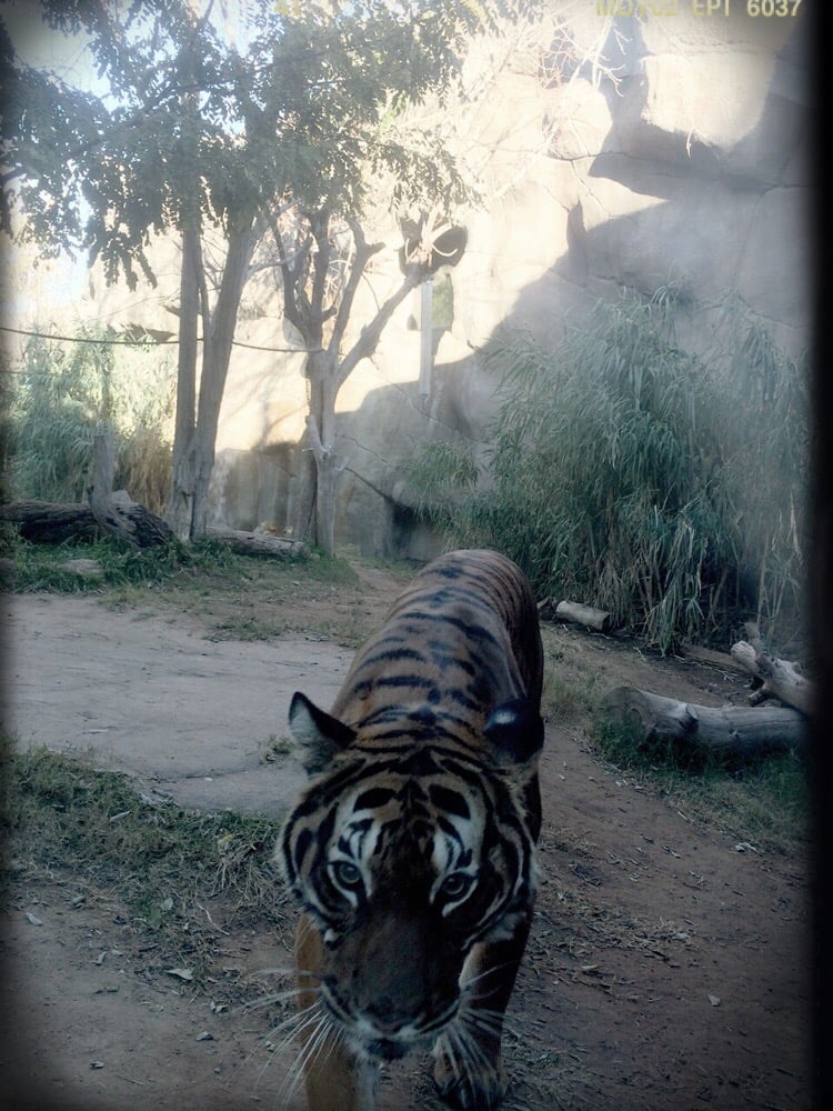 El Paso Zoo Aquariums El Paso, TX Yelp
