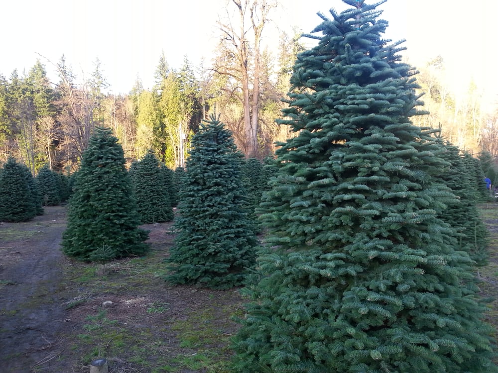 coates christmas trees farm christmas trees auburn wa coates christmas trees farm christmas trees auburn wa