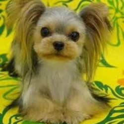 Best In Show Dog Grooming - Pet Groomers - Fresno, CA - Yelp Best In Show Dog Grooming - Pet Groomers - Fresno, CA - Yelp