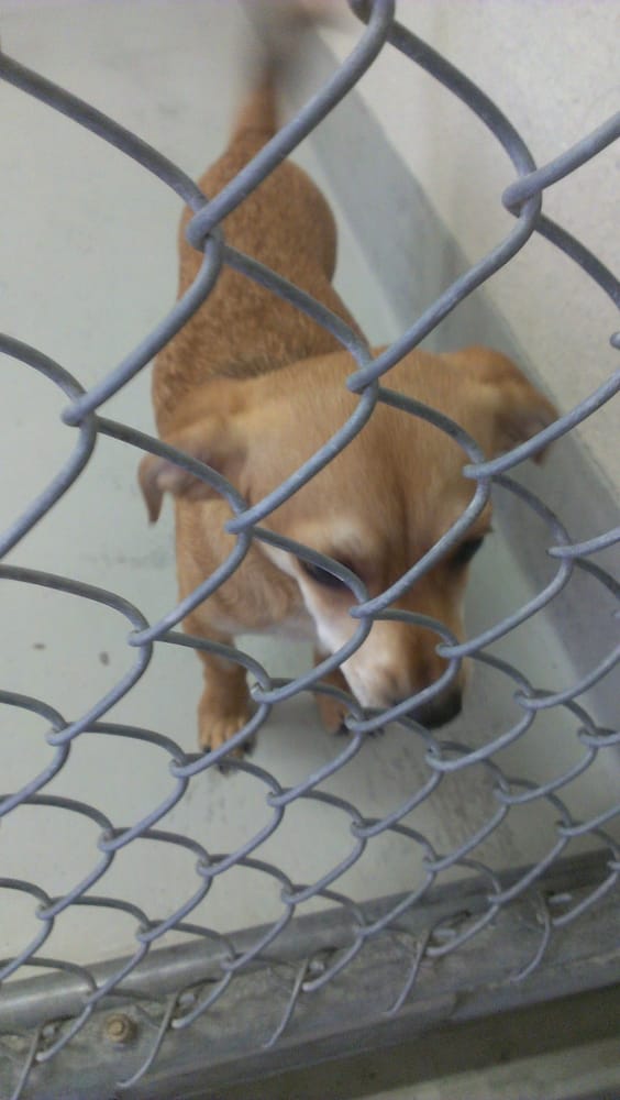 San Francisco Department of Animal Care & Control 27 Photos Animal