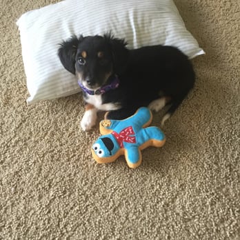 10 Dog Adoption Centers Charlotte Nc Photos