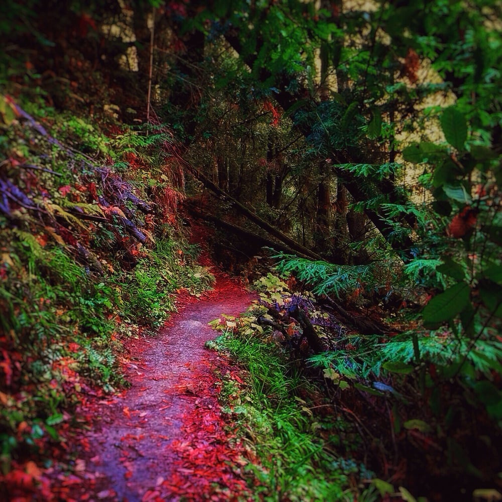Forest of Nisene Marks State Park 138 Photos Parks Aptos, CA