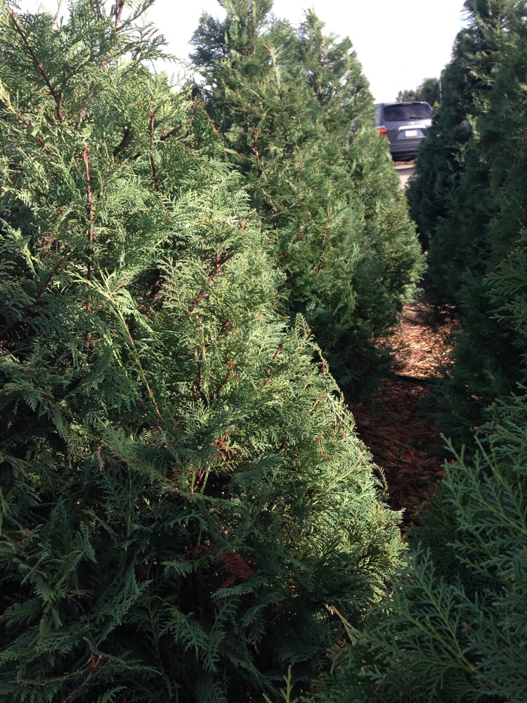 peltzer pines choose cut christmas tree farms 13 peltzer pines choose cut christmas tree farms 13