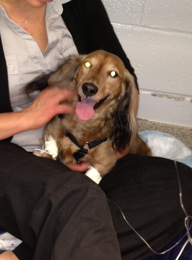 Veterinary Hospital University of Pennsylvania Yelp