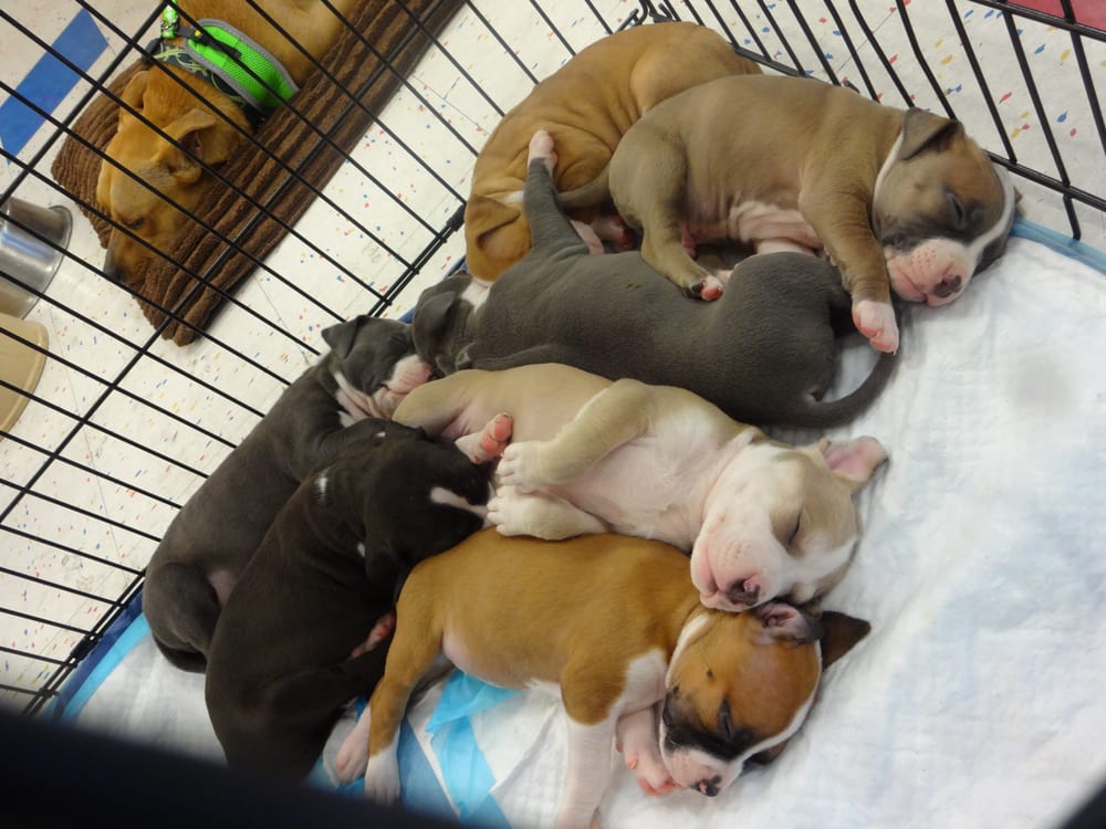 Petco - Pet Stores - Las Vegas, NV - Yelp