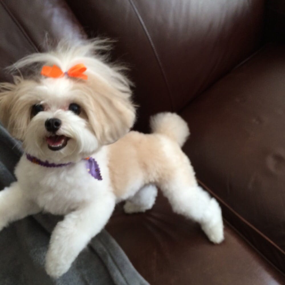 Maltipoo Haircut Pictures Picture Pictures to pin on Pinterest