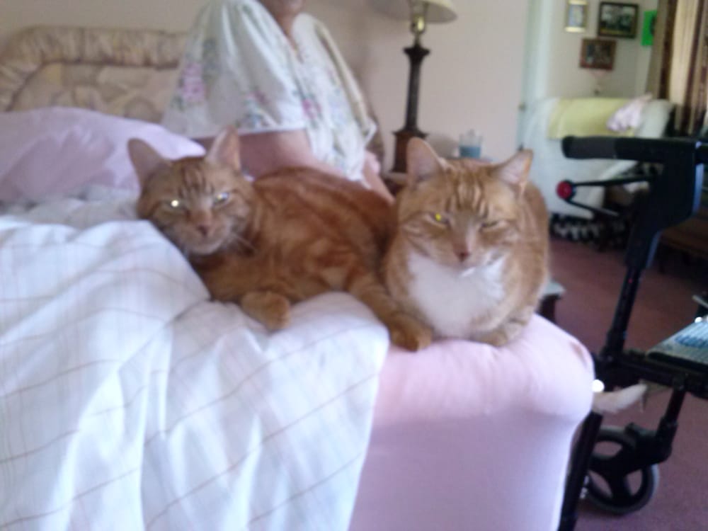 Toronto Animal Services East Shelter Animal Shelters Scarborough