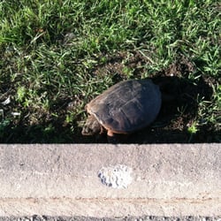 just watching me ride by on my bike! - Appleton, WI, United States