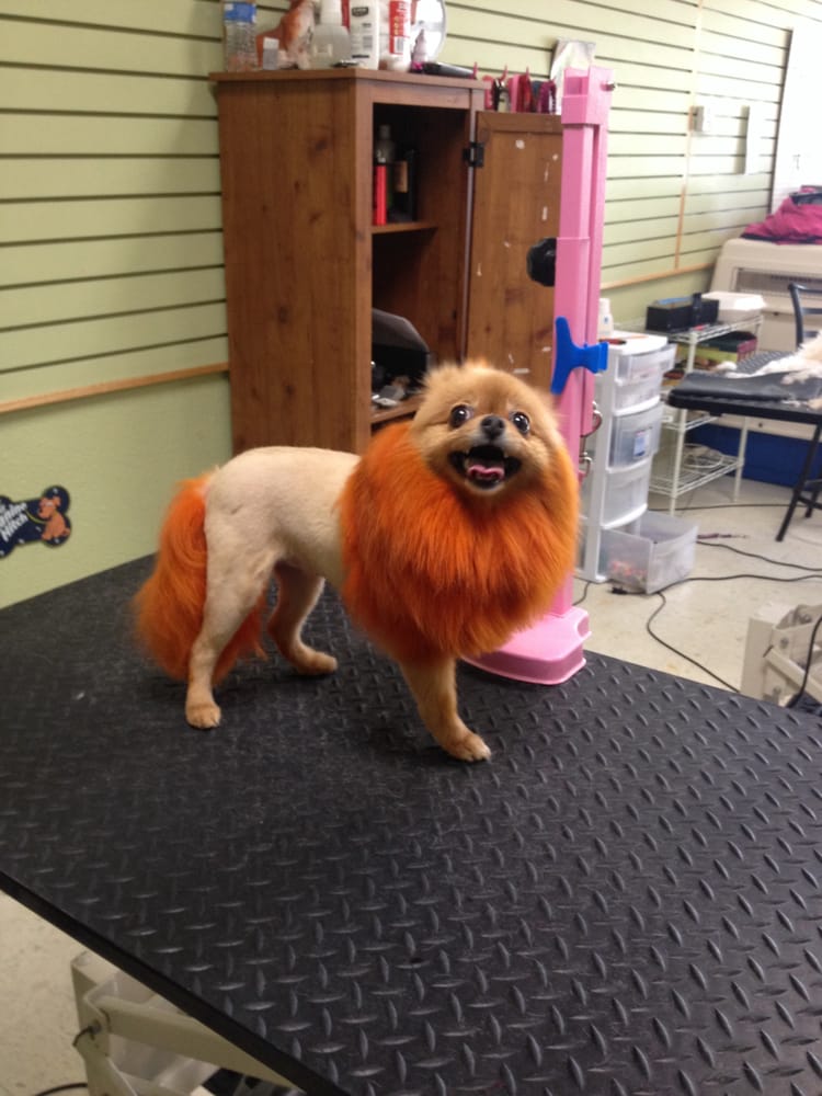 The Pet Pawlor Pet Groomers Colorado Springs, CO Reviews Photos