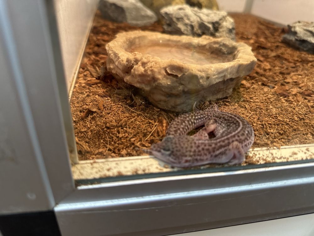 Pet Supermarket Image