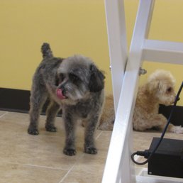 Top To Tail Dog Grooming - 16 Photos - Pet Groomers - 311 E County Line Rd, Littleton, CO