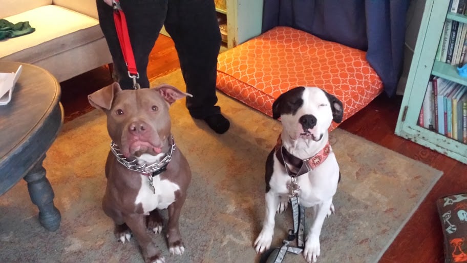 Dog Rescue Who Use Foster Homes Dog Rescue Who Use Foster Homes
