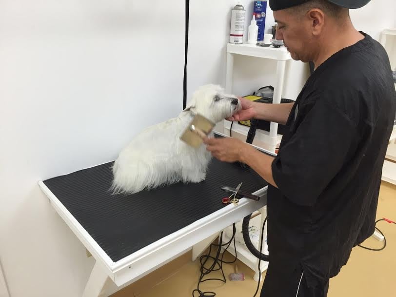 Julian’s Pet Grooming, Daycare and Boarding 22 Photos & 19 Reviews