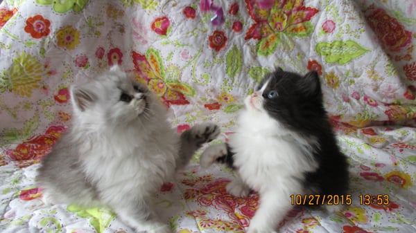 Persian Doll Face Teacup Kittens - Pet Adoption - McLean, VA - Phone ... Persian Doll Face Teacup Kittens - Pet Adoption - McLean, VA - Phone ...