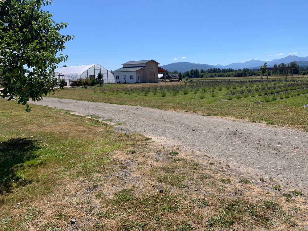 Rain Shadow Lavender Farm