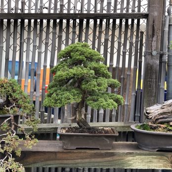 Yamaguchi Bonsai Nursery 150 Photos 79 Reviews Nurseries Photo Of Yamaguchi Bonsai Nursery Los Angeles Ca United States