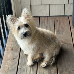 Wagsworth Grooming in Tualatin gift card