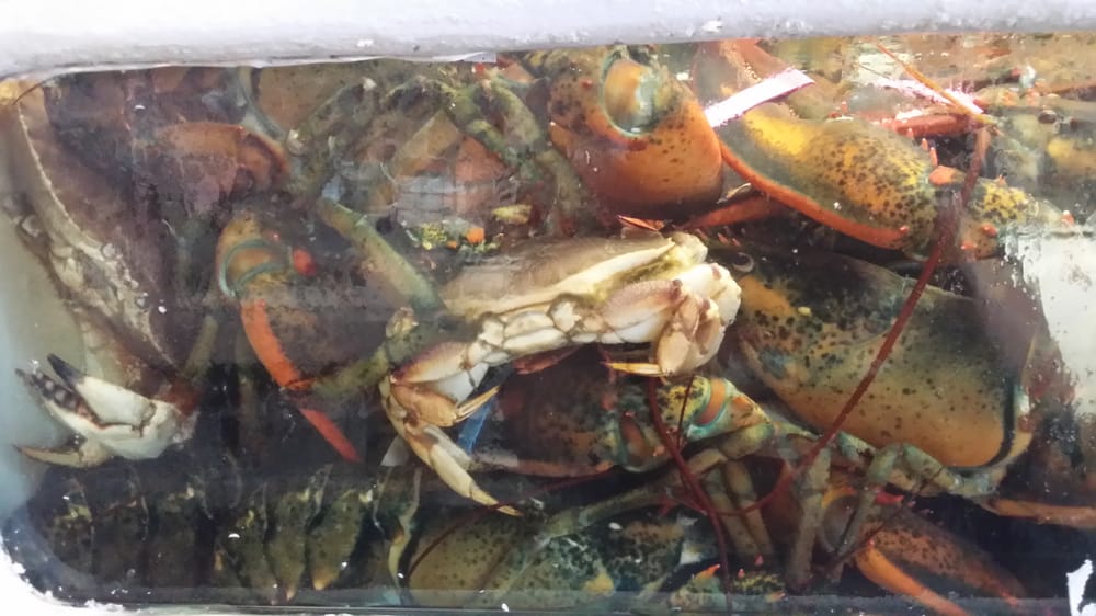 roy moore lobster rockport ma photos for roy moore lobster yelp roy moore lobster rockport ma photos for roy moore lobster yelp
