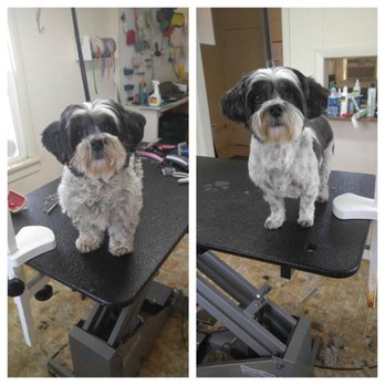 kung fu shih tzu mallory l s reviews vancouver yelp kung fu shih tzu mallory l s reviews vancouver yelp