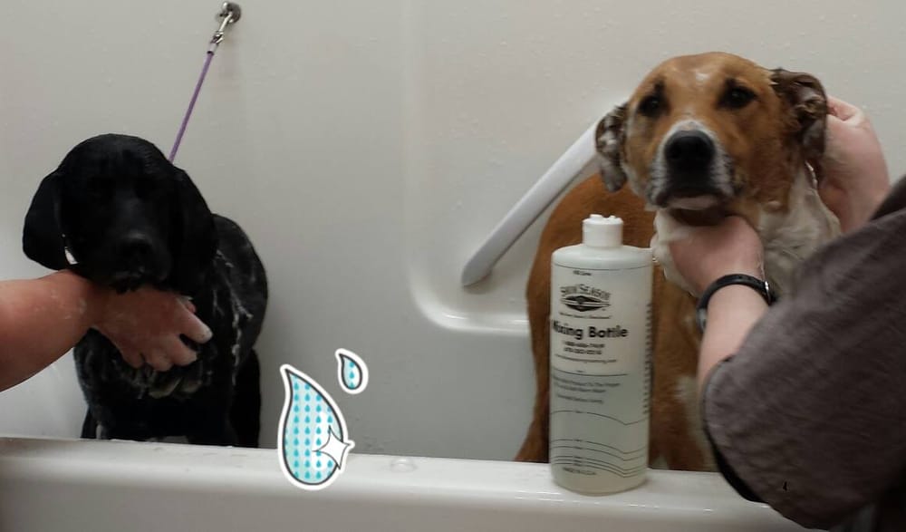 City Dogs Grooming Bellingham Wa City Dogs Grooming Bellingham Wa