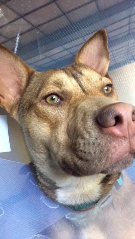 Colima Animal Hospital 3205 S Hacienda Blvd Hacienda Heights Ca 91745