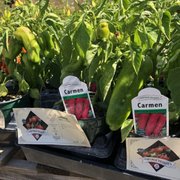 Johnny S Garden Nursery Nurseries Gardening 6931 E Belmont Ave Belmont Nursery