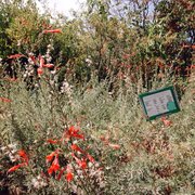Fl Native Nursery Nurseries Gardening 2511 Ave Photo Of Fl Native Nursery Chico Ca United States