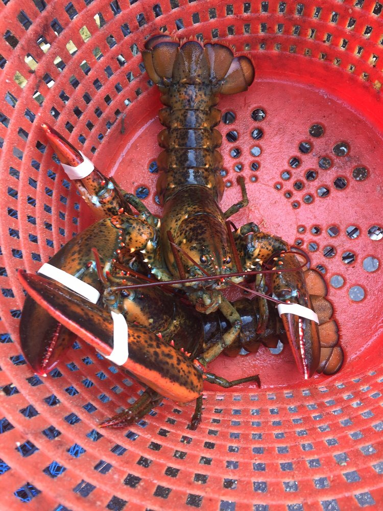 Rhode Island Seafood
