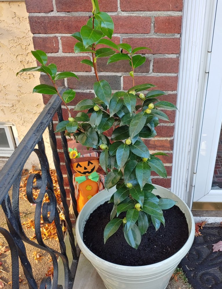 Camellia Forest Nursey