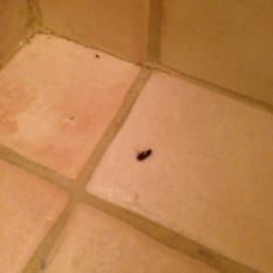 Ramada Fishkill 19 Photos 52 Reviews Hotels 542 Us 9 Photo Of Ramada Fishkill Ny United States The Bug Found In