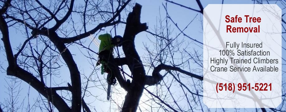 latham FL ny, removal tree Destin