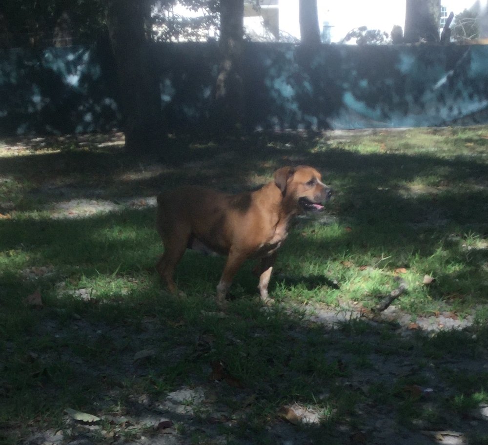 Lakeside Pet Resort Pet Groomers 341 Rt 73, Voorhees, NJ Phone Number Yelp