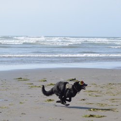 Sandpiper Beach Resort 27 Photos 23 Reviews Hotels 4159 Photo Of Sandpiper Beach Resort Pacific Wa United States Dog Had