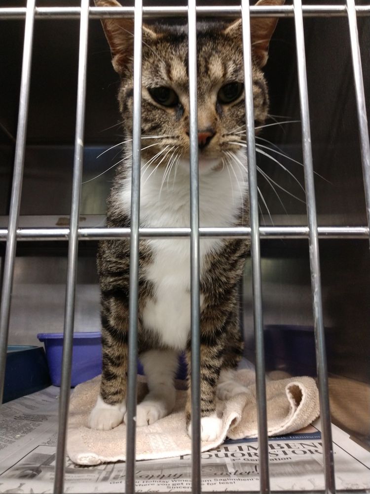 Beverly Animal Shelter 17 Photos Animal Shelters 50