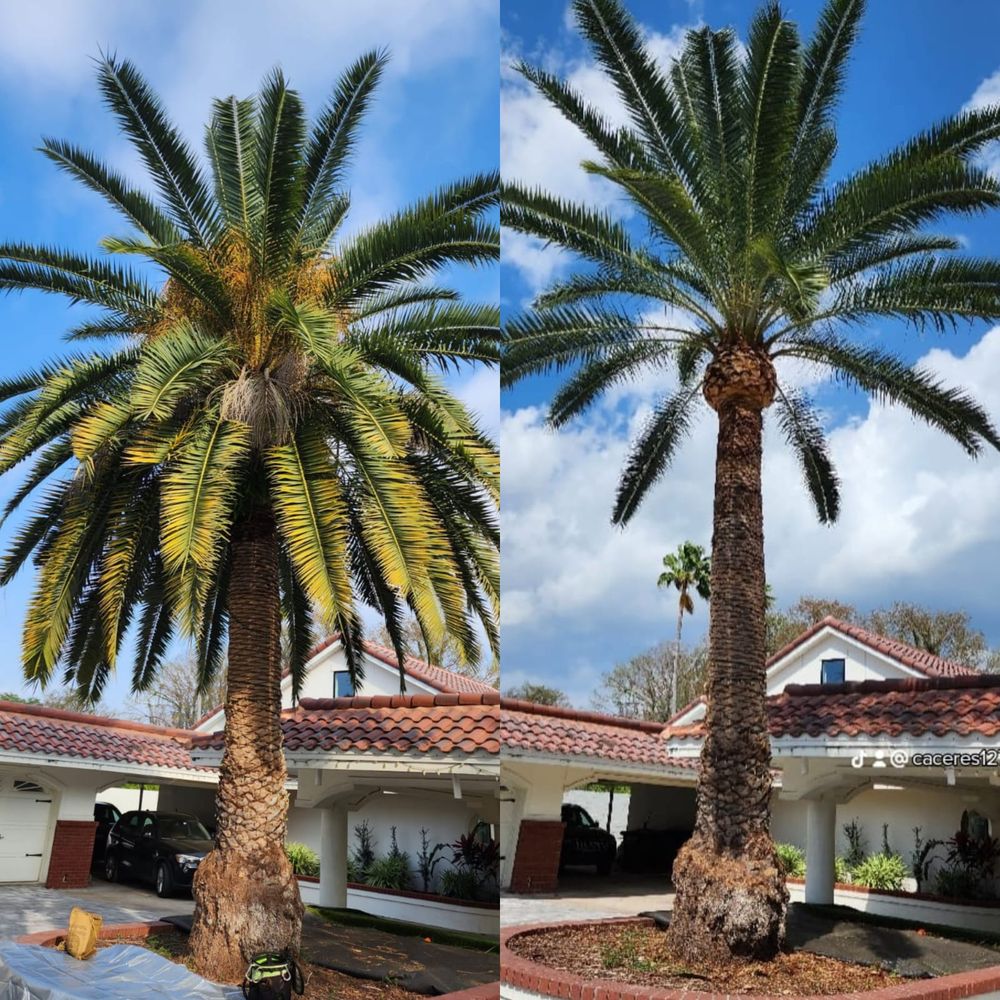 J Trimming Tree Service
