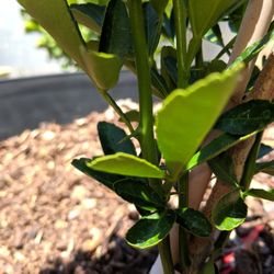 Fast Growing Trees Nursery 17 Mga Reviews Nurseries Fast Growing Trees Nursery 17 Mga Reviews Nurseries