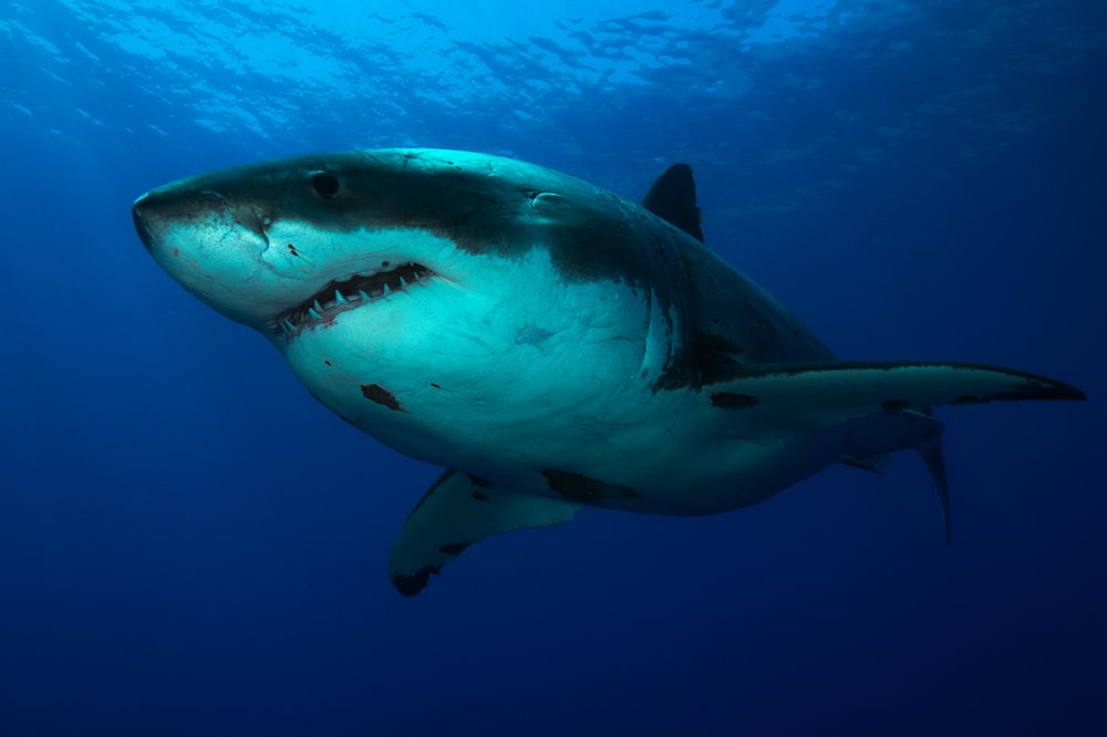 San Diego Shark Diving Expeditions