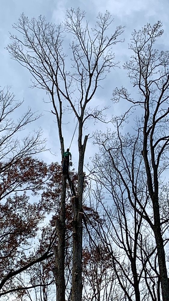 Ax Tree Services