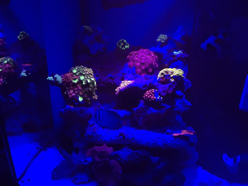 247Aquariums - 13 Photos - Aquarium Services - 301 NW 54th St, Fort ...