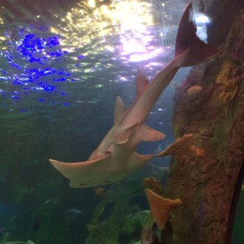 sea life grapevine aquarium