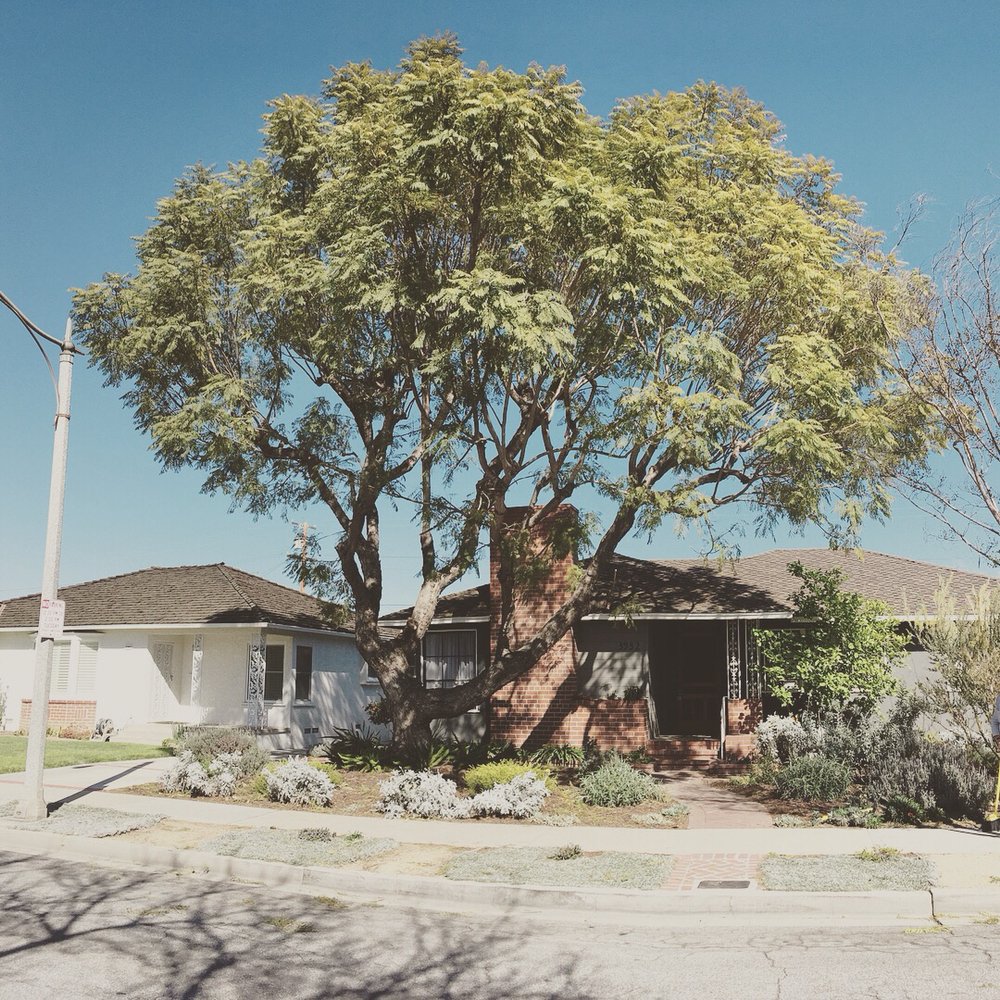 LB Holistic Tree 144 Photos & 21 Reviews Tree Services 548 West