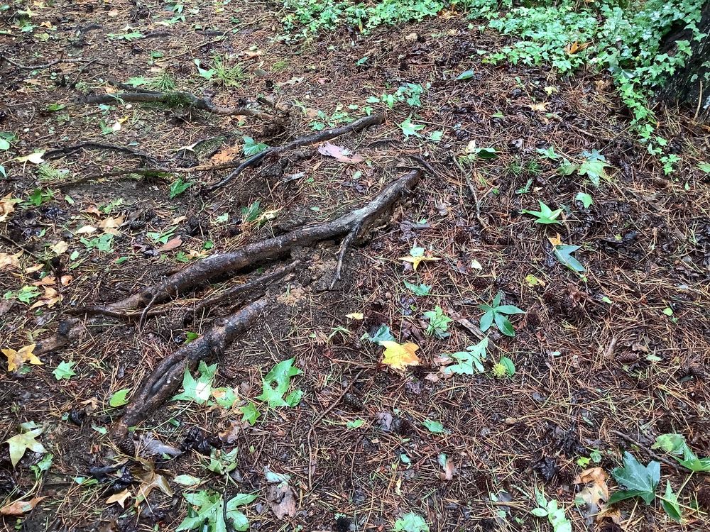 J D Mills Expert Tree Services