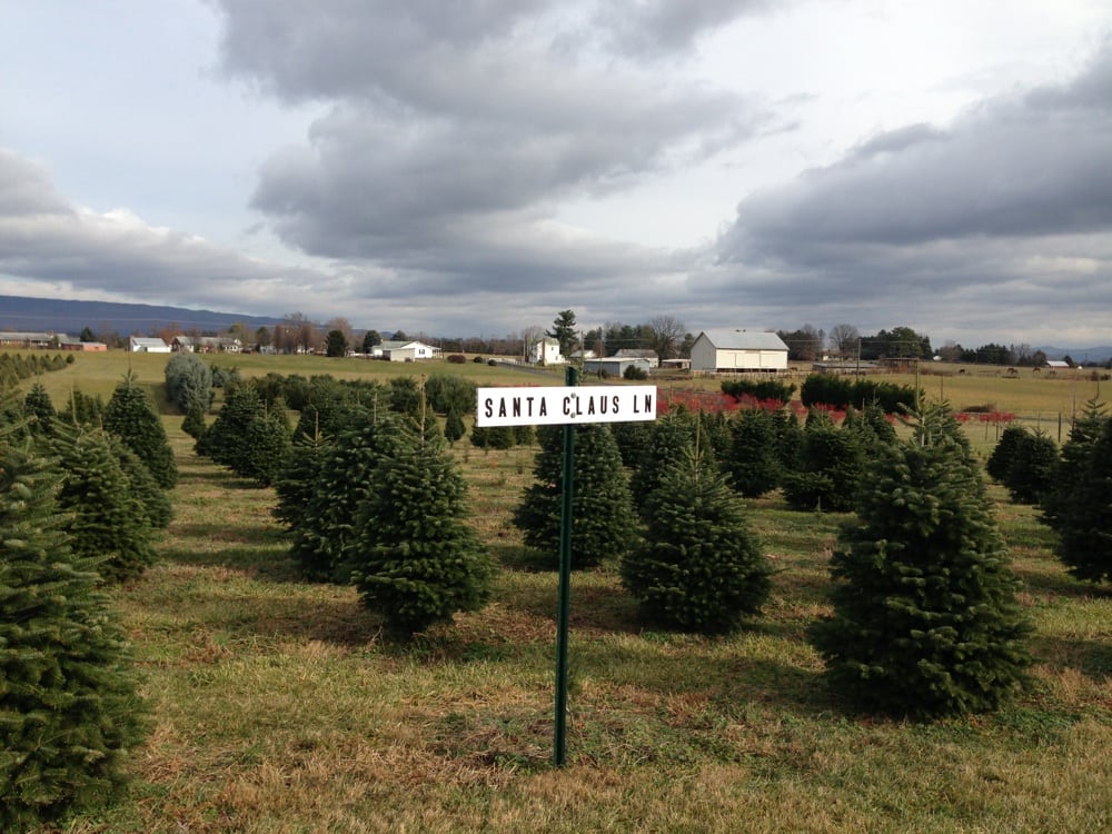 mountain view christmas tree farm 193 rboles de navidad mountain view christmas tree farm 193 rboles de navidad