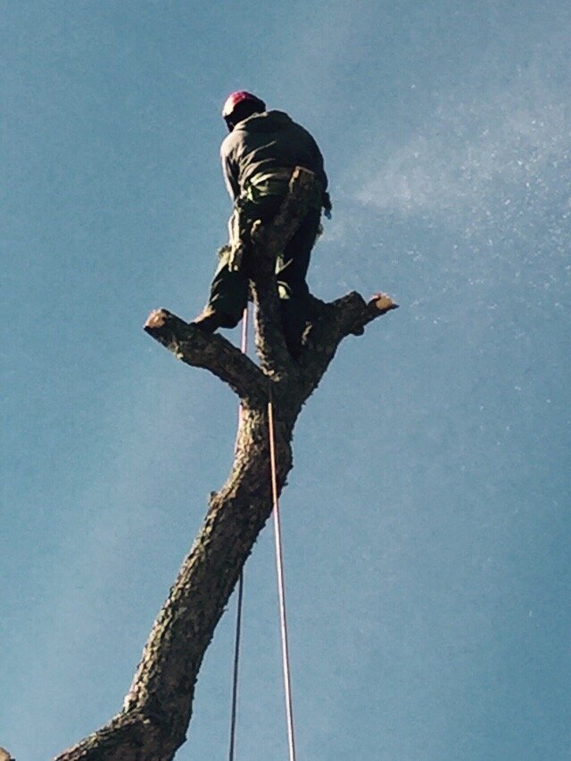 Tree Care Inc.